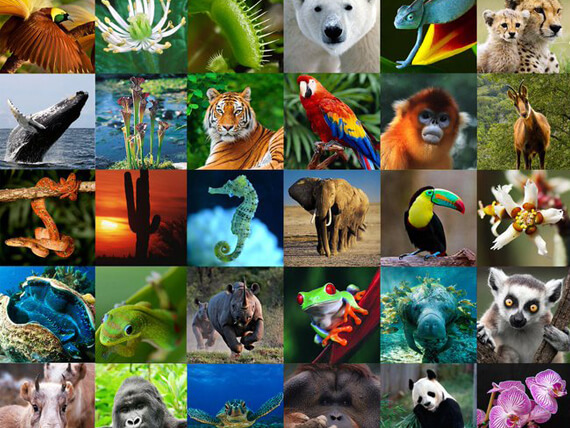 different species