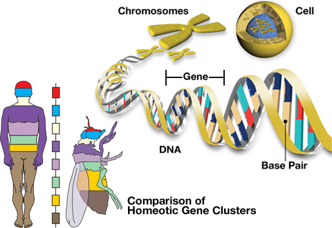 DNA blueprints of life
