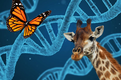 The Theory of Evolution