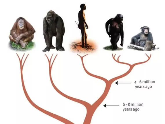 evolutionary cousins