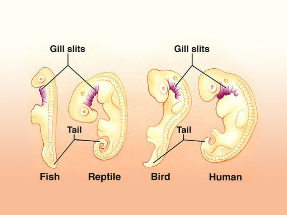 embryology