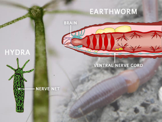 Earthworm brain evolution