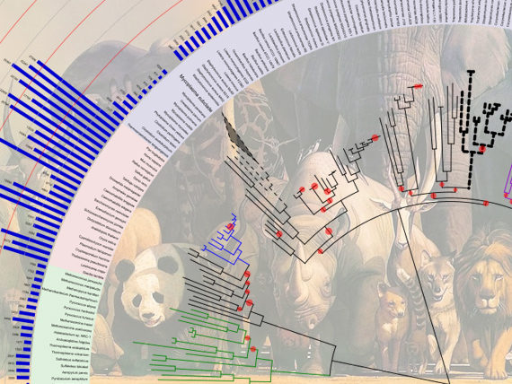 evidence for evolution