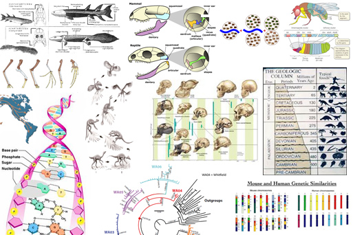 Evidence for Evolution