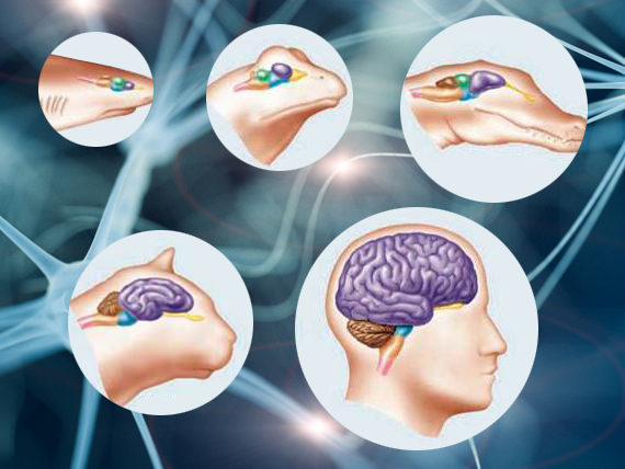 evolution of the brain