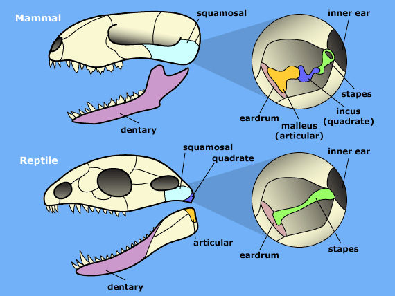 Evolution of the ear