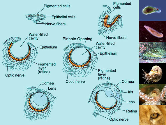 Evolution of the eye