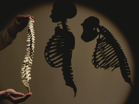 evolution of the spine