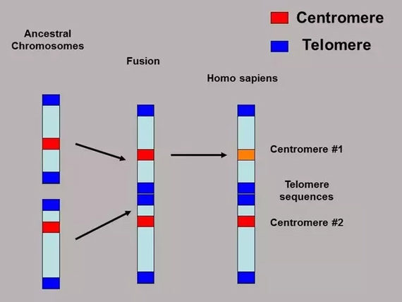 Fused chromosomes