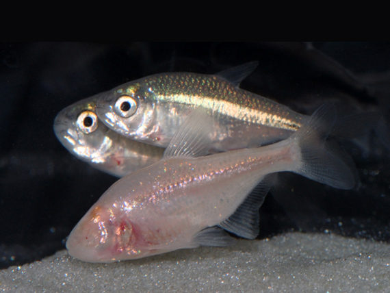 blind cave fish