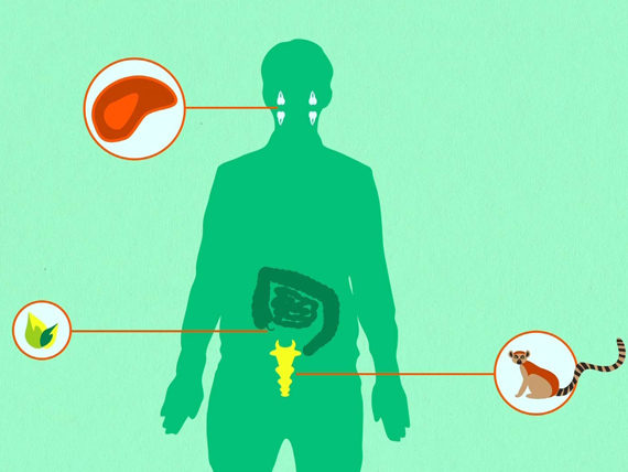 vestigial structures