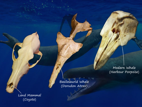 whale evolution nasal blowhole drift